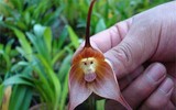 Những loại hoa độc đáo nhìn là mê, nhưng không dễ mua