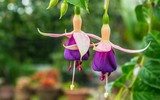 Những loại hoa độc đáo nhìn là mê, nhưng không dễ mua