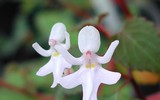 Những loại hoa độc đáo nhìn là mê, nhưng không dễ mua