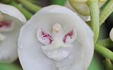 Những loại hoa độc đáo nhìn là mê, nhưng không dễ mua