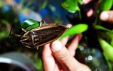 Côn trùng kỳ dị của Việt Nam có trong món ngon nức tiếng, không dễ nhiều người mua được