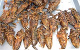 Côn trùng kỳ dị của Việt Nam có trong món ngon nức tiếng, không dễ nhiều người mua được