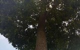 Loại gỗ Việt Nam giá cả tỷ đồng được quý như báu vật rừng xanh
