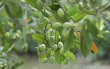 Những trái cây tuổi thơ, giờ ít gặp, ít người được ăn 