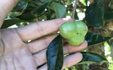 Những trái cây tuổi thơ, giờ ít gặp, ít người được ăn 