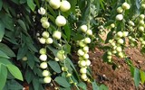 Những trái cây tuổi thơ, giờ ít gặp, ít người được ăn 