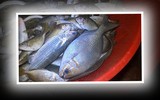 Loại cá ở Việt Nam, tên vô cùng đáng sợ nhưng quý hiếm, đắt đỏ