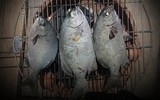 Loại cá ở Việt Nam, tên vô cùng đáng sợ nhưng quý hiếm, đắt đỏ