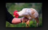 Loài gà quý của Việt Nam, tưởng như chỉ có trong truyền thuyết