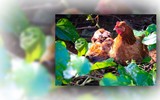 Loài gà quý của Việt Nam, tưởng như chỉ có trong truyền thuyết