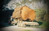 Gỗ siêu đẹp được mệnh danh 