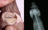 Cá mập mini nhưng là nỗi khiếp sợ của tàu ngầm hạt nhân