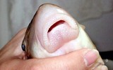 Loài cá đặc biệt quý hiếm thuộc Sách đỏ, chỉ có trong tự nhiên ở Việt Nam và Trung Quốc 