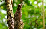 Loài chim kỳ dị, mệnh danh là 