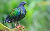 Mê mẩn với vẻ đẹp của loài bồ câu quý hiếm bậc nhất ở Việt Nam