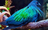 Mê mẩn với vẻ đẹp của loài bồ câu quý hiếm bậc nhất ở Việt Nam