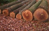 Loại gỗ cho ra rượu có chất lượng thơm ngon, hảo hạng