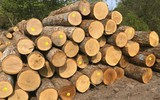 Loại gỗ cho ra rượu có chất lượng thơm ngon, hảo hạng