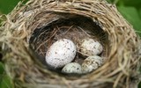 Loài chim có tiếng kêu kỳ lạ nhất Việt Nam