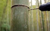 Bất ngờ với loại rượu thơm ngon, tinh khiết từ trong ống cây tre