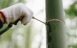 Bất ngờ với loại rượu thơm ngon, tinh khiết từ trong ống cây tre