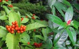 Loài cây mọc hoang ở Việt Nam trị bệnh gout cực tốt