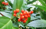 Loài cây mọc hoang ở Việt Nam trị bệnh gout cực tốt