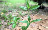 Loài cây mọc hoang ở Việt Nam trị bệnh gout cực tốt