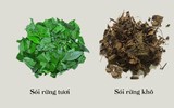 Loài cây mọc hoang ở Việt Nam trị bệnh gout cực tốt