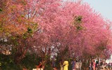 Những điểm đến lý tưởng để nghỉ Tết Giáp Thìn