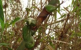 5 loài cây cả đời mới 