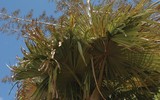 5 loài cây cả đời mới 