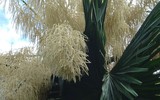 5 loài cây cả đời mới 