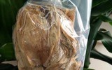 Loài hoa nở trong môi trường khắc nghiệt, có giá hàng trăm triệu đồng/kg