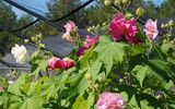 Loài hoa kỳ diệu “bước ra từ truyền thuyết” của Việt Nam, đổi màu ba lần/ngày