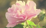 Loài hoa kỳ diệu “bước ra từ truyền thuyết” của Việt Nam, đổi màu ba lần/ngày