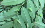 Đặc sản 