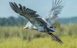 Loài chim chuyên tàn sát đồng loại khi còn “đỏ hỏn”
