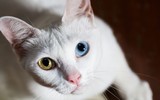 Độc đáo những loài mèo có mắt hai màu 