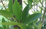 Loài hoa vô cùng quý hiếm trên thế giới có mặt ở Việt Nam