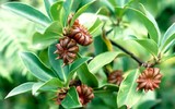 Loài hoa vô cùng quý hiếm trên thế giới có mặt ở Việt Nam