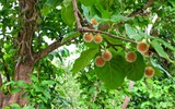 Món ngon nức tiếng cá kho gáo ở Ninh Bình