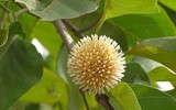 Món ngon nức tiếng cá kho gáo ở Ninh Bình