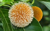 Món ngon nức tiếng cá kho gáo ở Ninh Bình