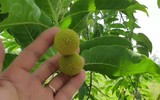 Món ngon nức tiếng cá kho gáo ở Ninh Bình