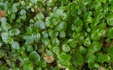 Rau mọc dại được coi là thuốc hạ đường huyết, diệt tế bào ung thư