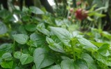 Rau mọc dại được coi là thuốc hạ đường huyết, diệt tế bào ung thư