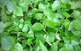 Rau mọc dại được coi là thuốc hạ đường huyết, diệt tế bào ung thư