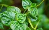 Rau mọc dại được coi là thuốc hạ đường huyết, diệt tế bào ung thư