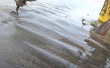Đặc sản “chân dài” là món ăn 